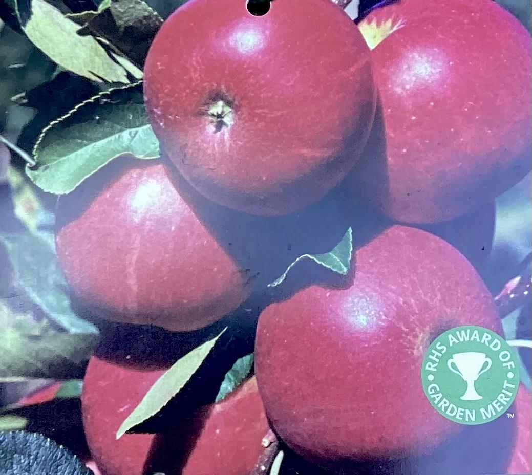 Apple tree 'Scrumptious' | Malus domestica - M27 - Ultra-Dwarfing - 130-140cm - 10lt