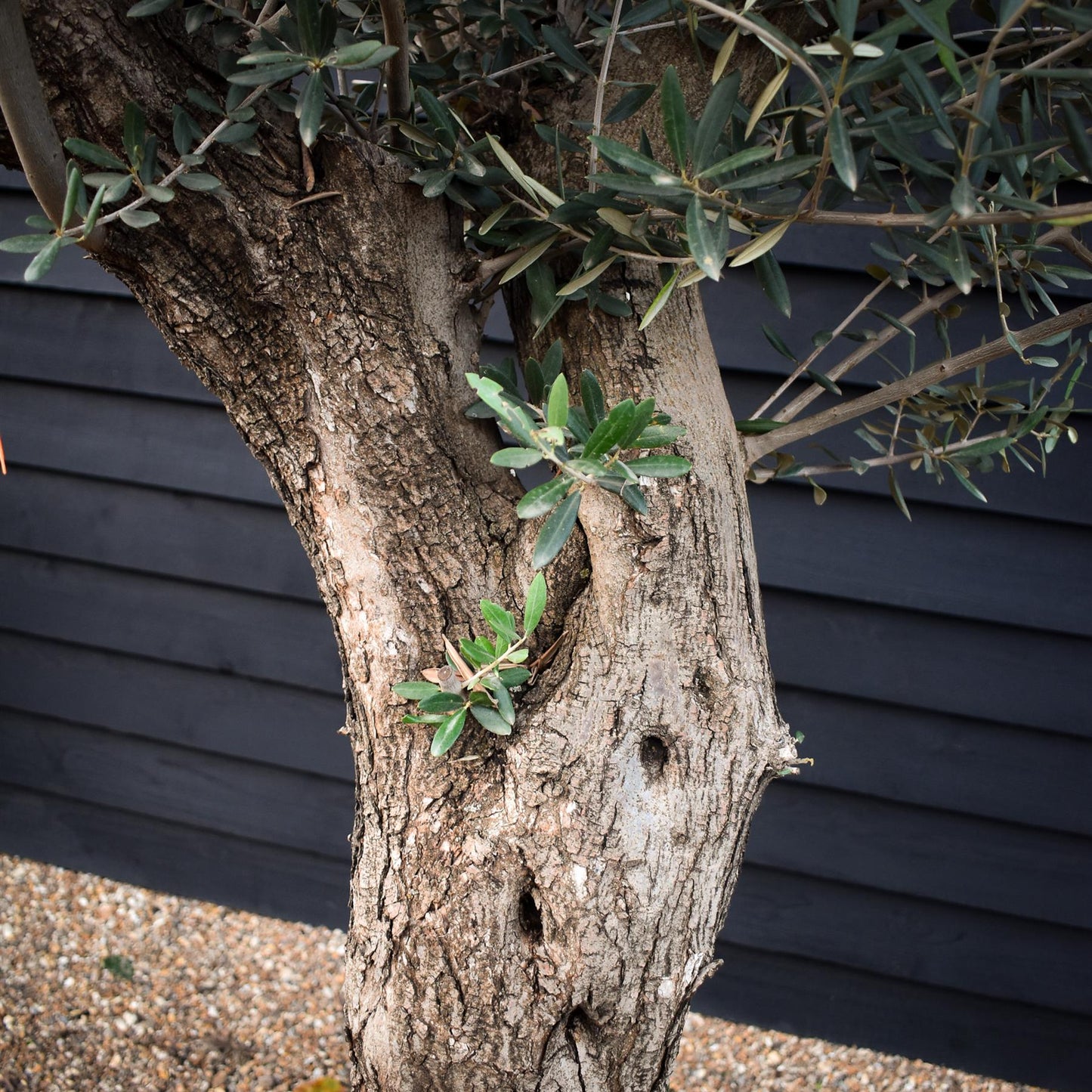 Olive Tree | Olea Europea - Specimen - Twisted Trunk - Bowl 90lt