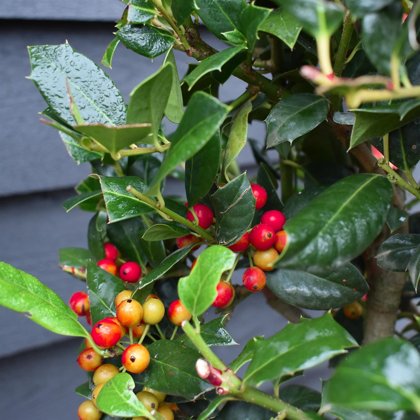 Holly | Ilex 'Nellie R. Stevens' - Clear Stem 40cm - Height 80-100cm - 15lt