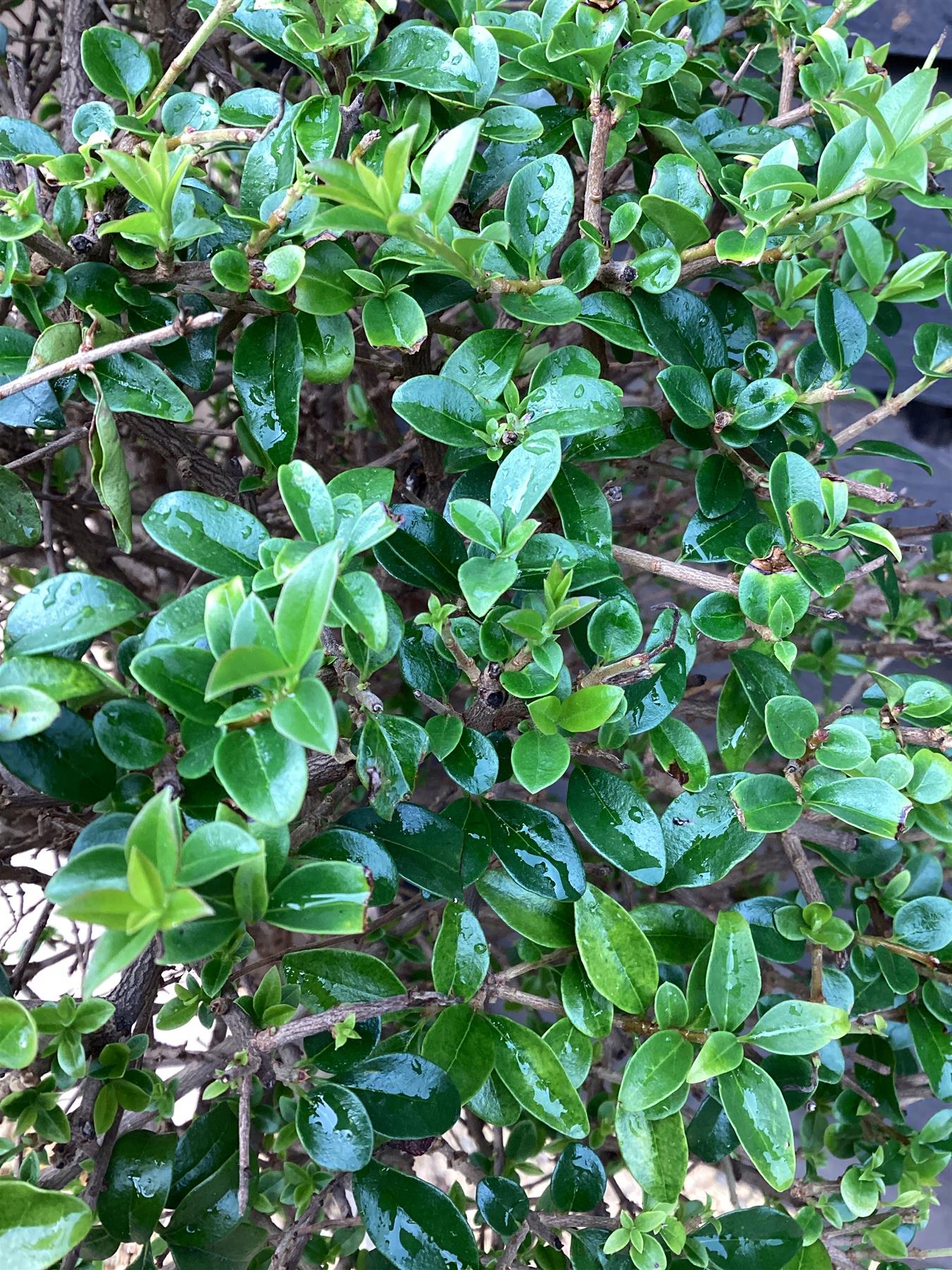 Ligustrum jonandrum | Delavay Privet Tree 1/2 std - 120-130cm, 15lt