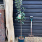 Apple tree 'Sunset' | Malus domestica - MM106 - Semi Dwarfing - Height 150-160cm - 20lt