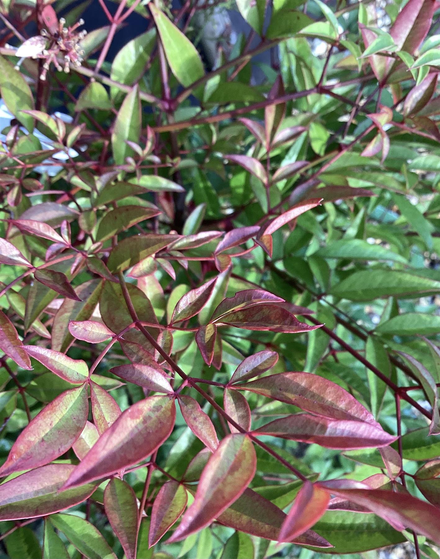 Nandina domestica | Heavenly Bamboo - 50-60cm, 20lt