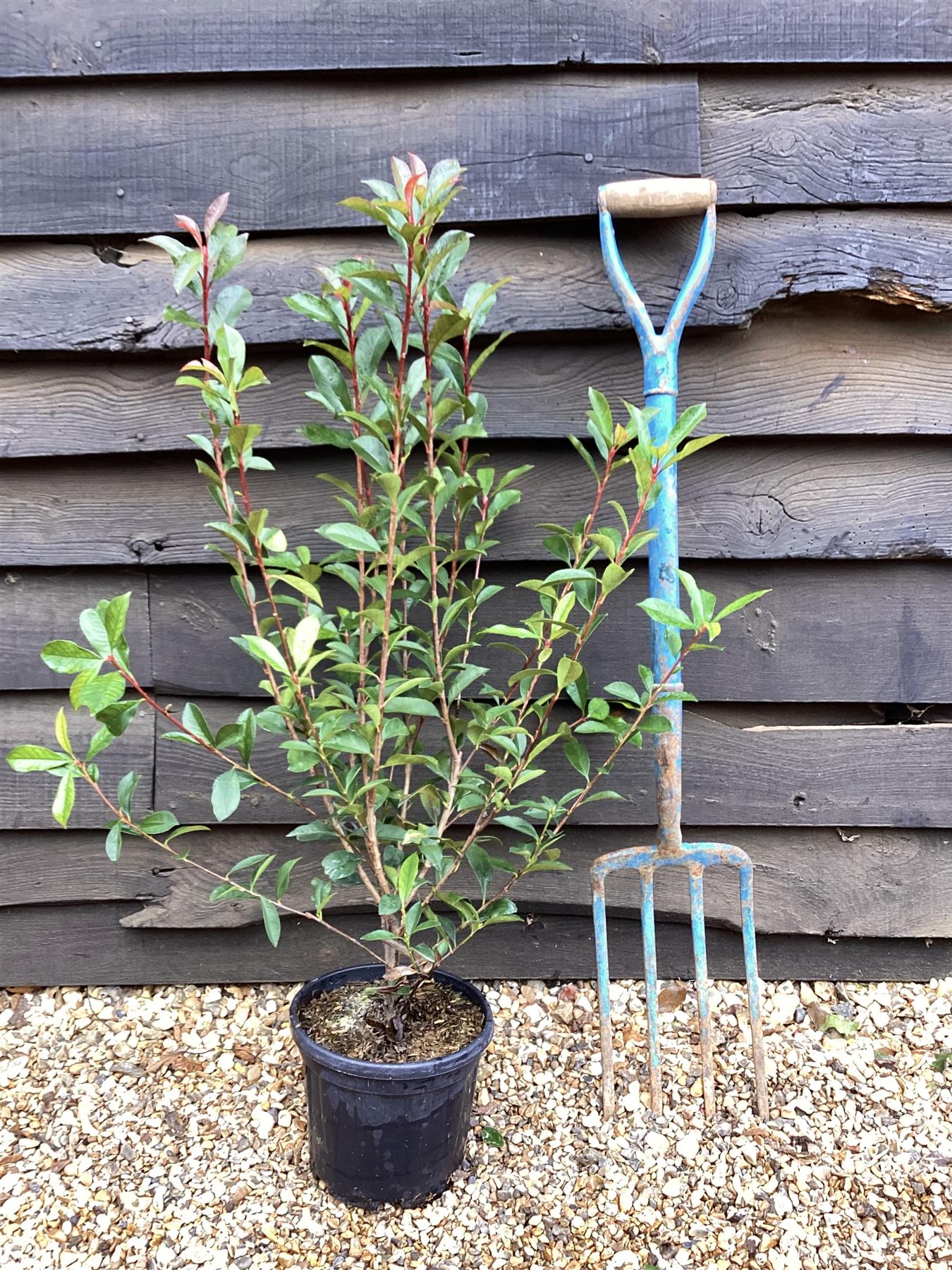 Photinia Red Robin - Compacta - Bush - Shrub - Height 50-90cm - 5lt