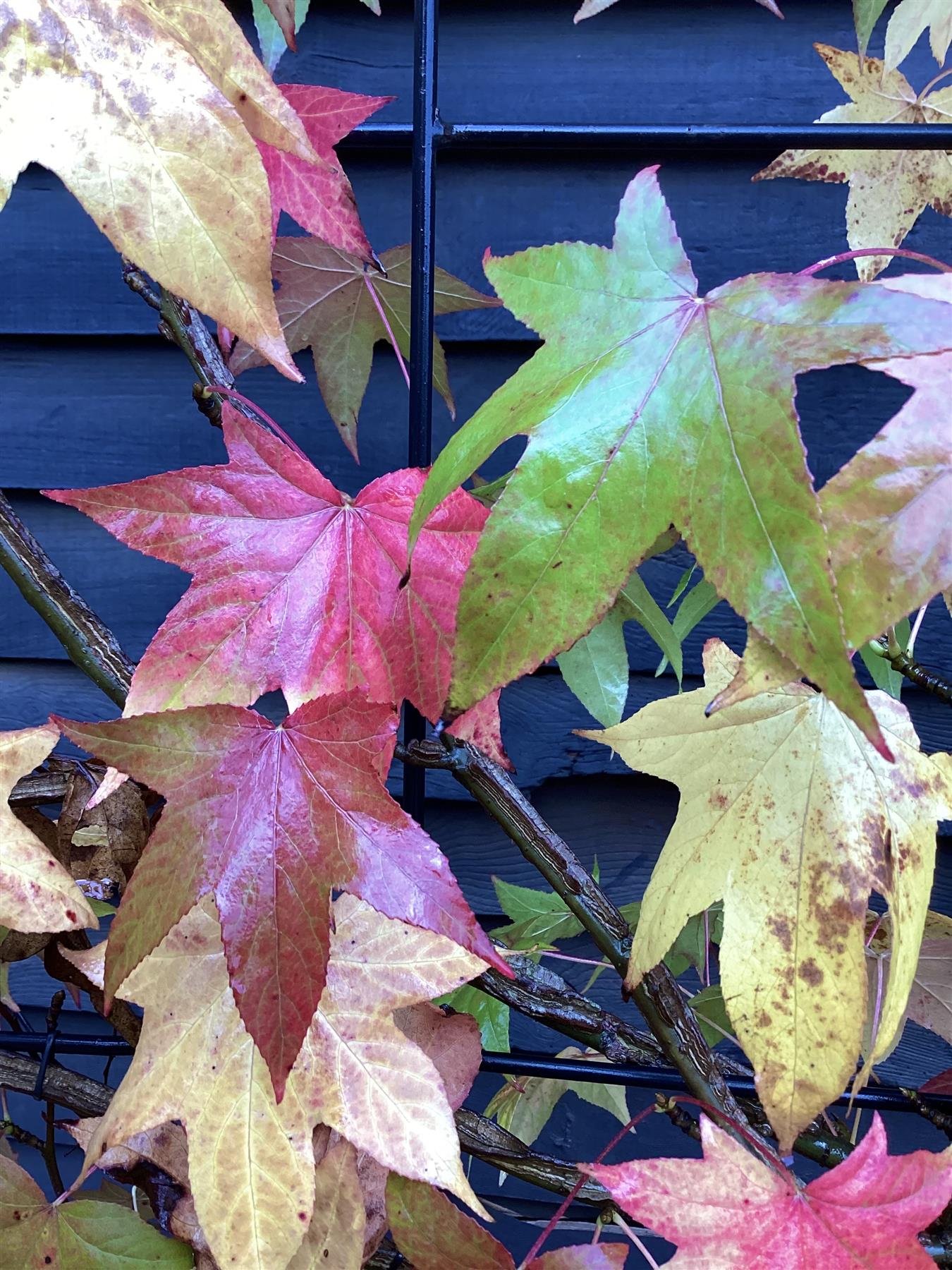 Liquidambar styraciflua | Sweet Gum Tree - Frame - 200-210cm, 55lt