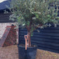 Olive Tree | Olea Europea - Specimen  - Forking branches - Height 250 -300 cm - 280lt