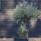 Olive Tree | Olea Europea - Specimen - Straight crown gnarly - Trunk height 100cm - Height 170-200cm - Girth 160cm - 285lt