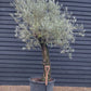 Olive Tree | Olea Europea - Specimen - Trunk height 120cm - Height 220-250cm - Girth 70cm - Leaning gnarly - 160lt