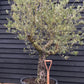 Olive Tree | Olea Europea - Specimen - Straight - Trunk height 60cm - Height 190cm - Girth 55cm - 160lt