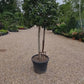 Ilex Nellie R Stevens | Holly 'Nellie R. Stevens' - Clear Stem - 210cm - 55lt