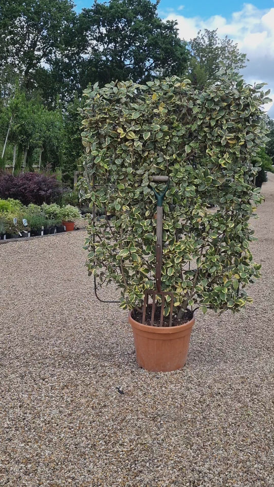 Elaeagnus ebbingei - Espalier/Pleached Metal Frame 140x100cm - 45lt