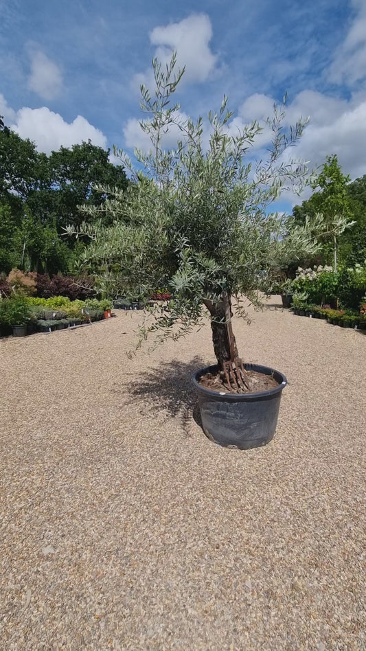 Olive Tree | Olea Europea 1/2 Std Girth 54cm - 255-265cm, 160lt