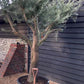 Olive Tree | Olea Europea - Specimen - Branched Out - Height 250 -300 cm - 280lt