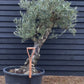 Olive Tree | Olea Europea - Specimen - Leaning double branch gnarly - Trunk height 60cm - Height 170cm - Girth 50cm - 160lt