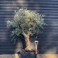 Olive Tree |Olea Europea - Specimen - Straight double branch - Trunk height 80cm - Height 200cm - Girth 56cm - 160lt