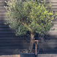 Olive Tree |  Olea Europea- Specimen - Straight double stem - Trunk height 80cm - Height 220-250cm - Girth 45cm - 160lt