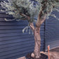 Olive Tree | Olea Europea - Specimen - Branched Out - Height 250 -300 cm - 280lt