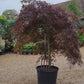 Acer palmatum 'Crimson Queen' | Weeping Japanese Maple - 70lt