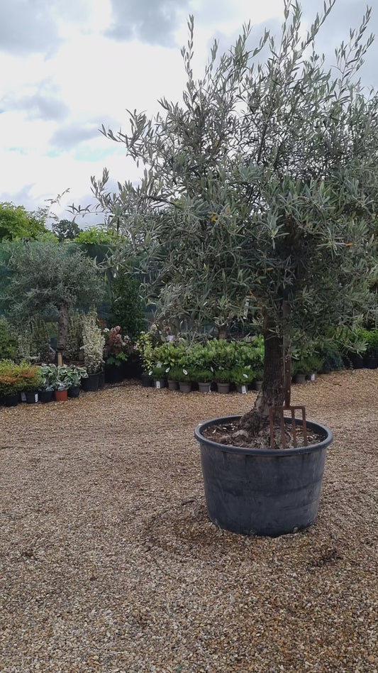 Olive Tree | Olea Europea 1/2 Std Girth 50cm - 210-220cm, 160lt