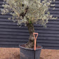 Olive Tree | Olea Europea - Specimen - Curved leaning gnarly - Trunk height 80cm - Height 200-220cm - Girth 70cm - 160lt