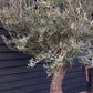 Olive Tree | Olea Europea - Specimen - Leaning trunk - Height 250-280 cm - Bowl 90lt