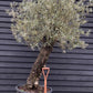 Olive Tree |  Olea Europea - Specimen - Leaning gnarly - Trunk height 110cm - Height 200-220cm - Girth 70cm -160lt