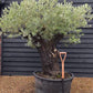 Olive Tree | Olea Europea - Specimen - Leaning double branch gnarly - Trunk height 80cm - Height 170cm - Girth 125cm - 240lt