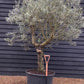 Olive Tree | Olea Europea - Specimen - Straight double branched gnarly - Trunk height 70cm - Height 220-250cm - Girth 50cm - 160lt