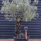 Olive Tree | Olea Europea - Specimen - Straight gnarly - Trunk height 80cm - Height 180cm - Girth 90cm - 160lt