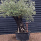 Olive Tree |  Olea Europea - Specimen - Leaning gnarly - Trunk height 80cm - Height 180-200cm - Girth 115cm - 240lt