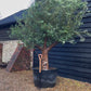 Olive Tree | Olea Europea - Specimen  - Forking branches - Height 250 -300 cm - 280lt