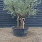 Olive Tree |  Olea Europea - Specimen - Leaning Triple branched Gnarly - Trunk height 80cm - Height 180-200cm - Girth 140cm - 240lt