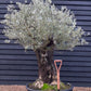 Olive Tree | Olea Europea - Specimen - Straight triple branch gnarly - Trunk height 80cm - Height 180cm - Girth 120cm - 240lt