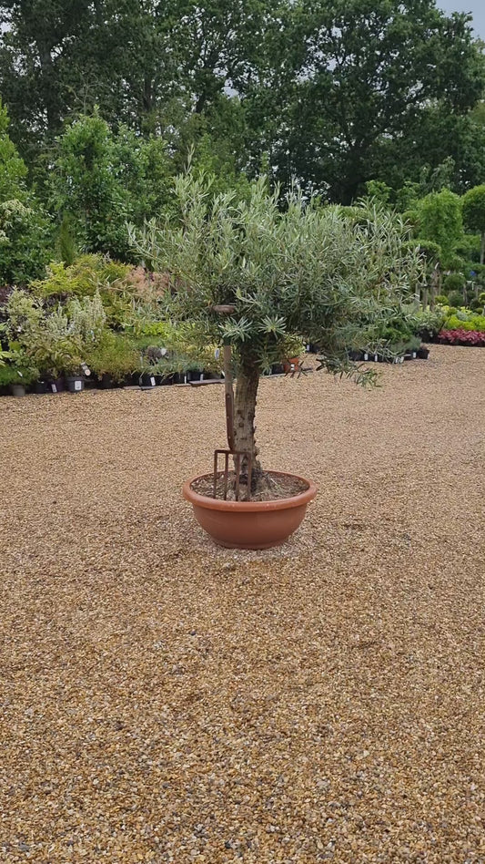 Olive Tree | Olea Europea 1/2 Std - 155-170cm, 70lt