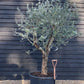 Olive Tree |  Olea Europea - Specimen - Straight triple branch - Trunk Height 70cm - Height 200cm - Girth 50cm - 160lt