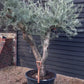 Olive Tree | Olea Europea - Specimen - Branched Out - Height 250 -300 cm - 280lt