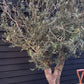 Olive Tree | Olea Europea - Specimen - Gnarly forking trunk - Bowl 90lt