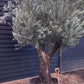 Olive Tree | Olea Picual - Specimen - Triple branch - Height 250-280 cm - 285lt