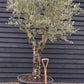 Olive Tree | Olea Europea - Specimen - Straight double branch - Trunk height 70cm - Height 200-220cm - Girth 53cm - 160lt