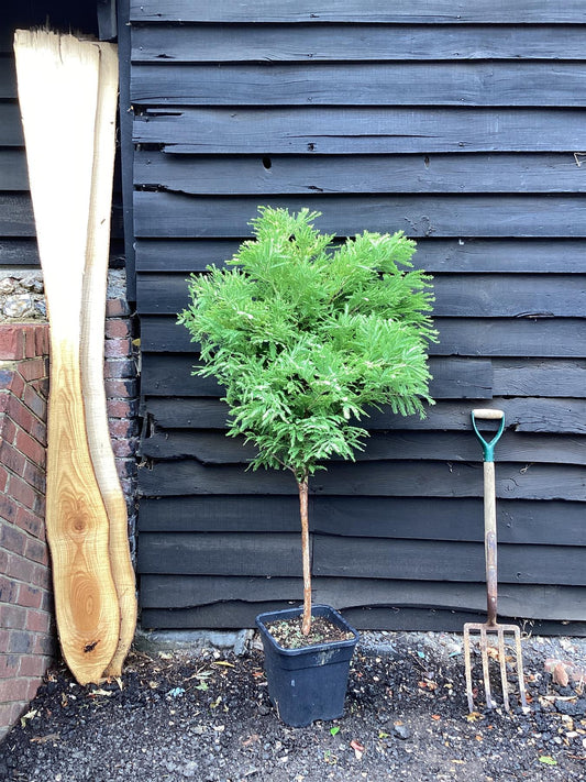 Metasequoia glyptostroboides 'Hamlet's Broom' 1/4 std Clear Stem - 90-120cm, 15lt