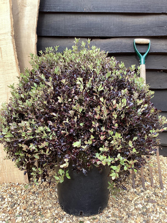 Pittosporum Tom Thumb - 25lt