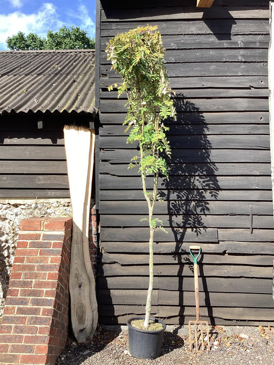 Sorbus hupehensis | Hupeh Mountain Ash 1/2 std Clear Stem - 180-200cm, 30lt