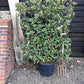 Photinia Pink Marble ('Cassini') | Christmas Berry Pink Marble - Frame - 200-210cm, 55lt
