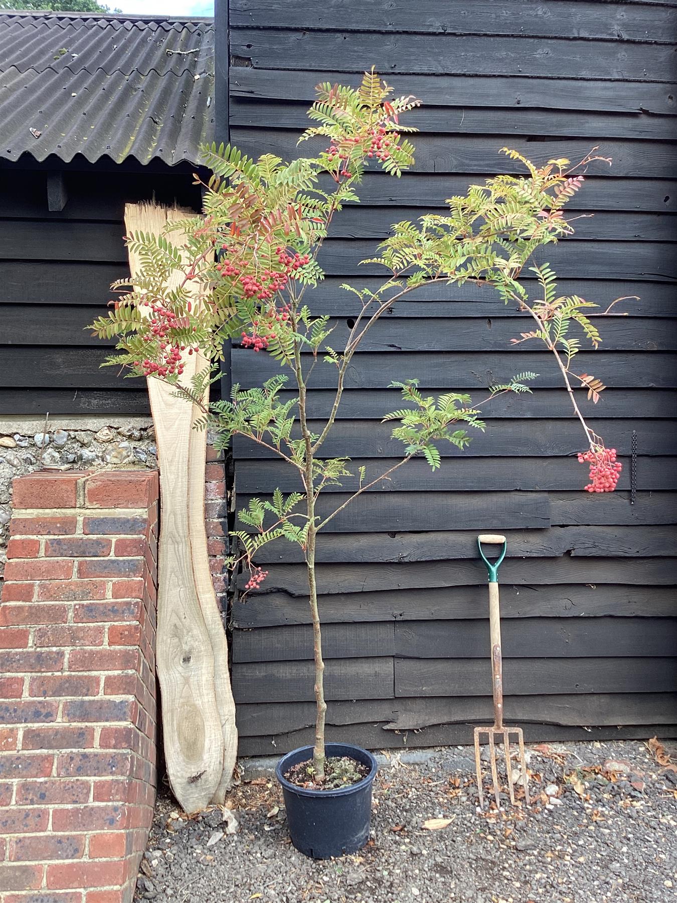 Sorbus vilmorinii | Vilmorin's Rowan 1/2 std, Clear Stem - 180-200cm, 30lt