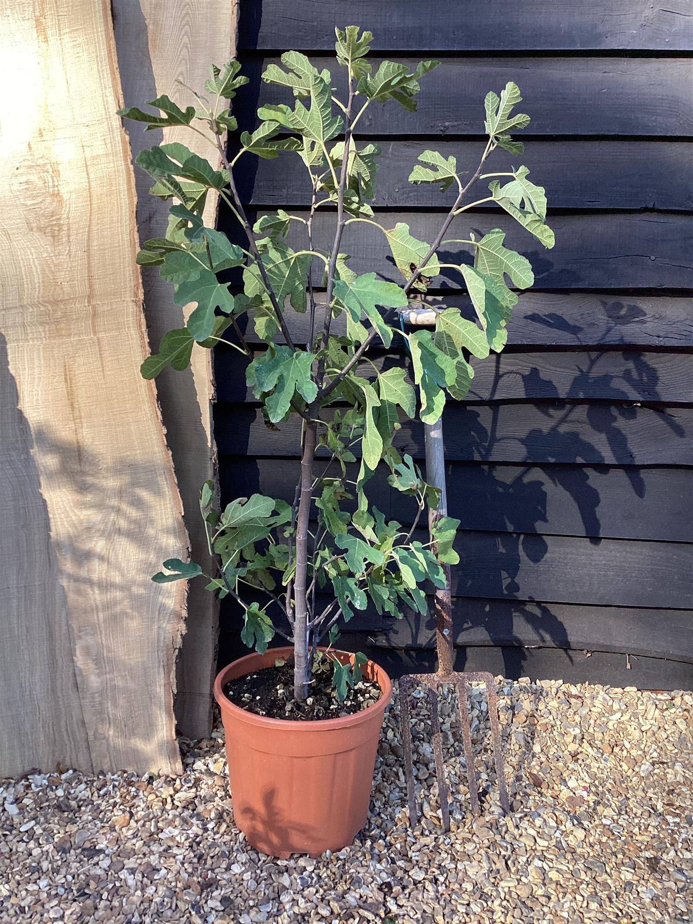 Fig - Ficus carica 'Brown Turkey' - 50-70cm, 18lt