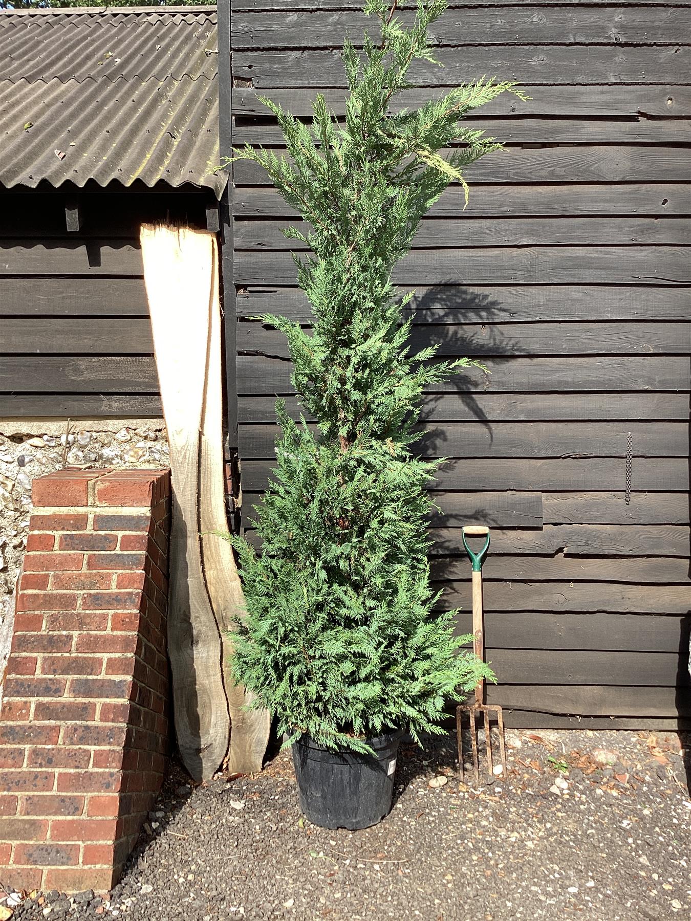 Leyland Cypress - 380-390cm, 45lt