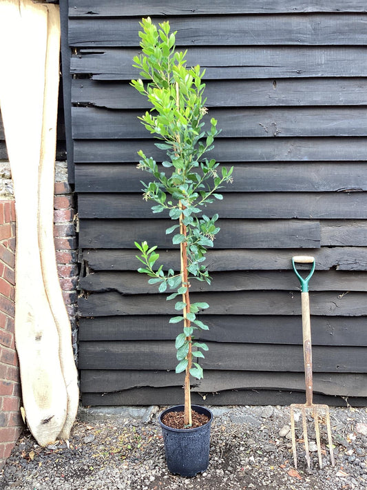 Arbutus unedo | Strawberry Tree - 70-100cm, 15lt