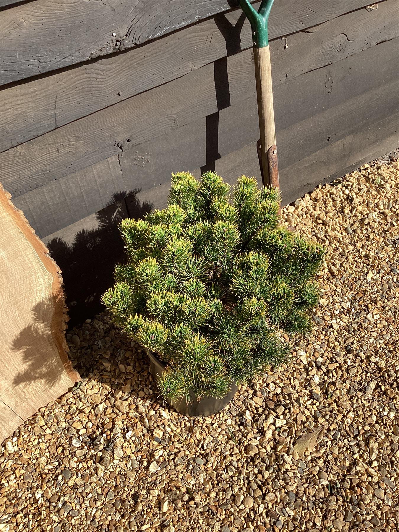 Pinus mugo 'Carsten's Wintergold' | Dwarf mountain pine 'Carsten' - 45-55cm, 18lt