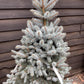 Picea pungens | Colorado Blue Spruce - 160-170cm, 45lt