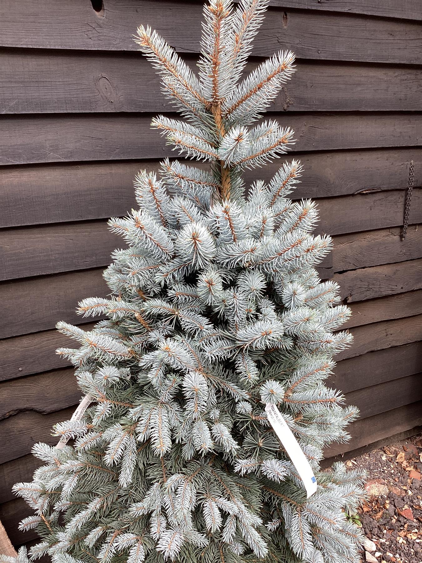 Picea pungens | Colorado Blue Spruce - 160-170cm, 45lt