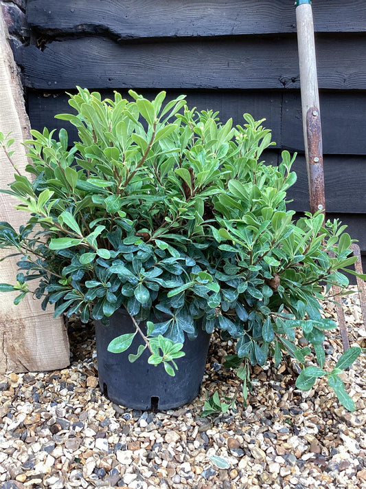 Pittosporum tobira 'Nanum' | | Dwarf Japanese Pittosporum - 70-80cm, 25lt